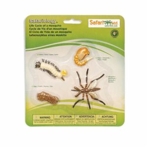 SO Life Cycle Of A Mosquito